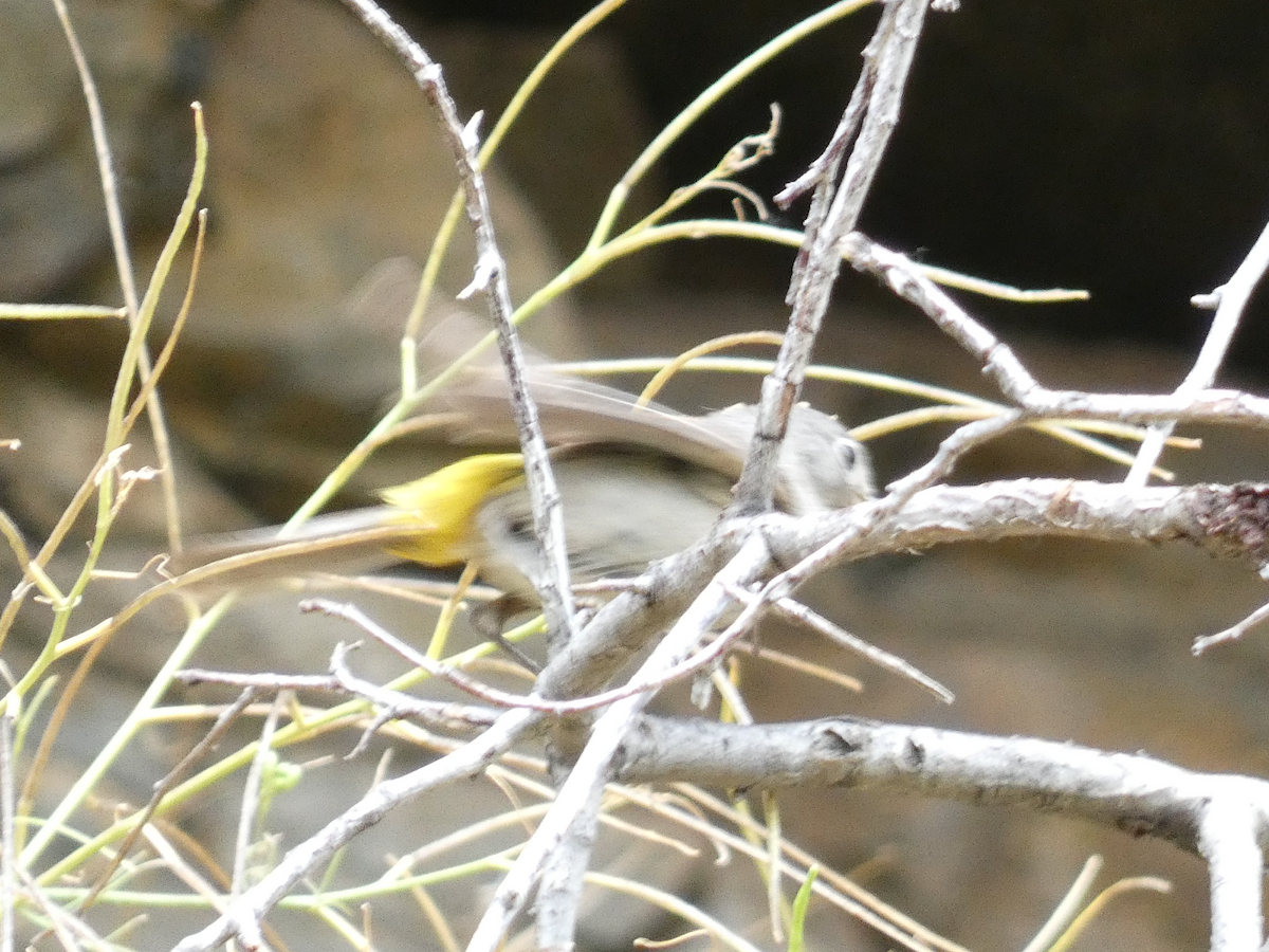 Virginia's Warbler - ML356456391