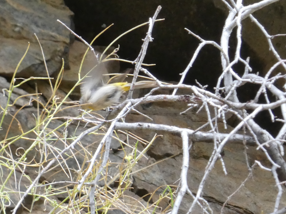 Virginia's Warbler - ML356456421