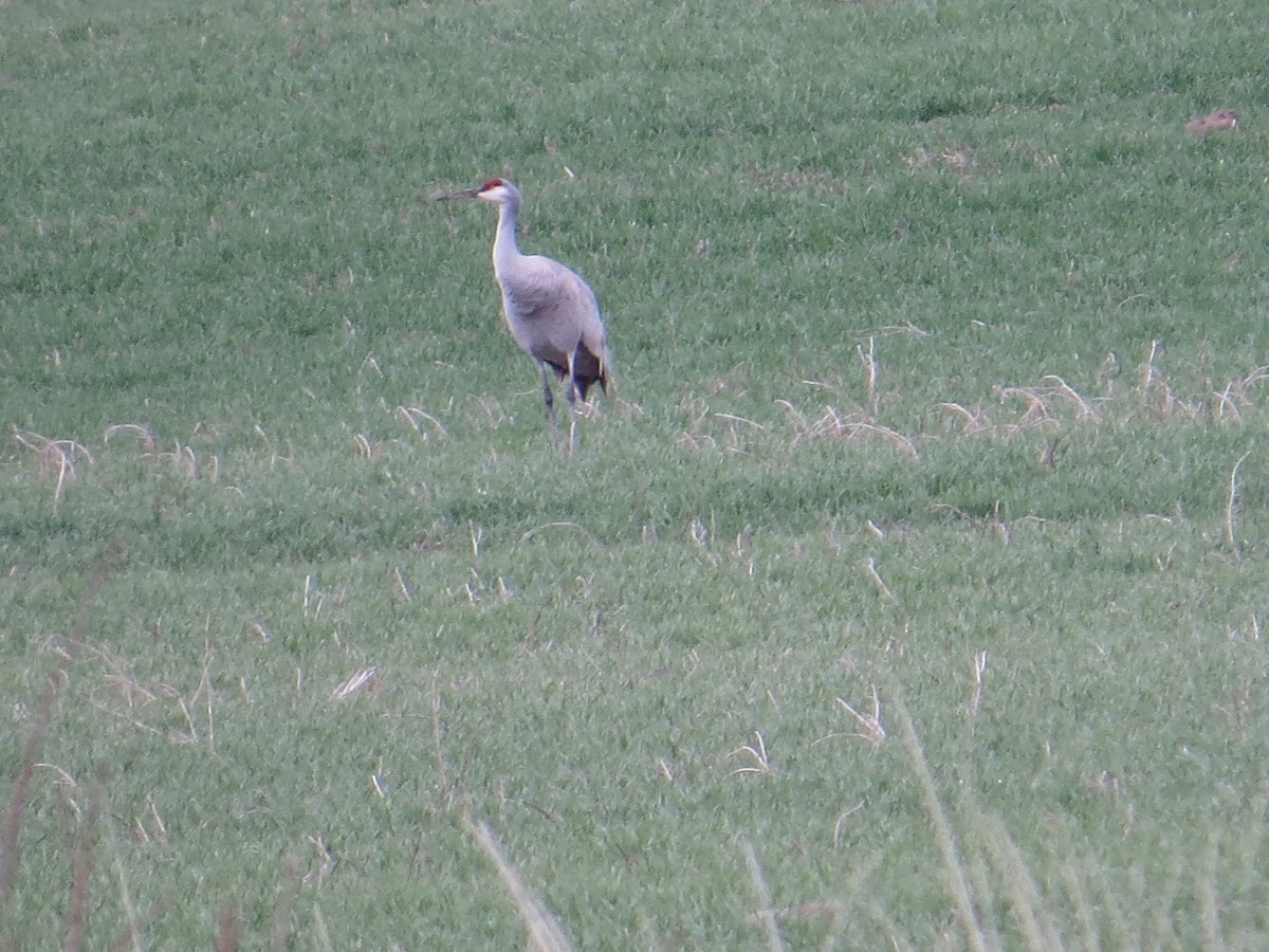 Grulla Canadiense - ML35645651