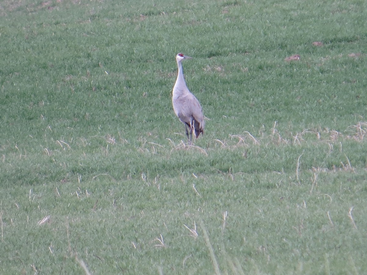 Grulla Canadiense - ML35645661