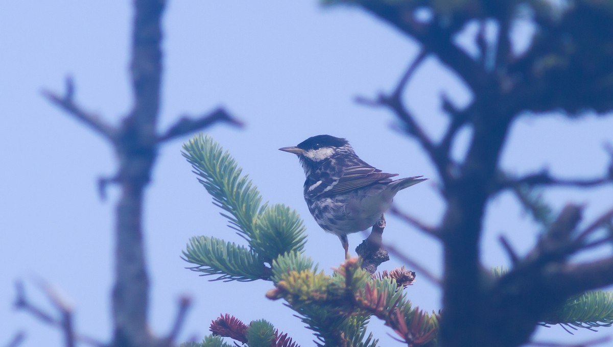 Blackpoll Warbler - Noah Gibb