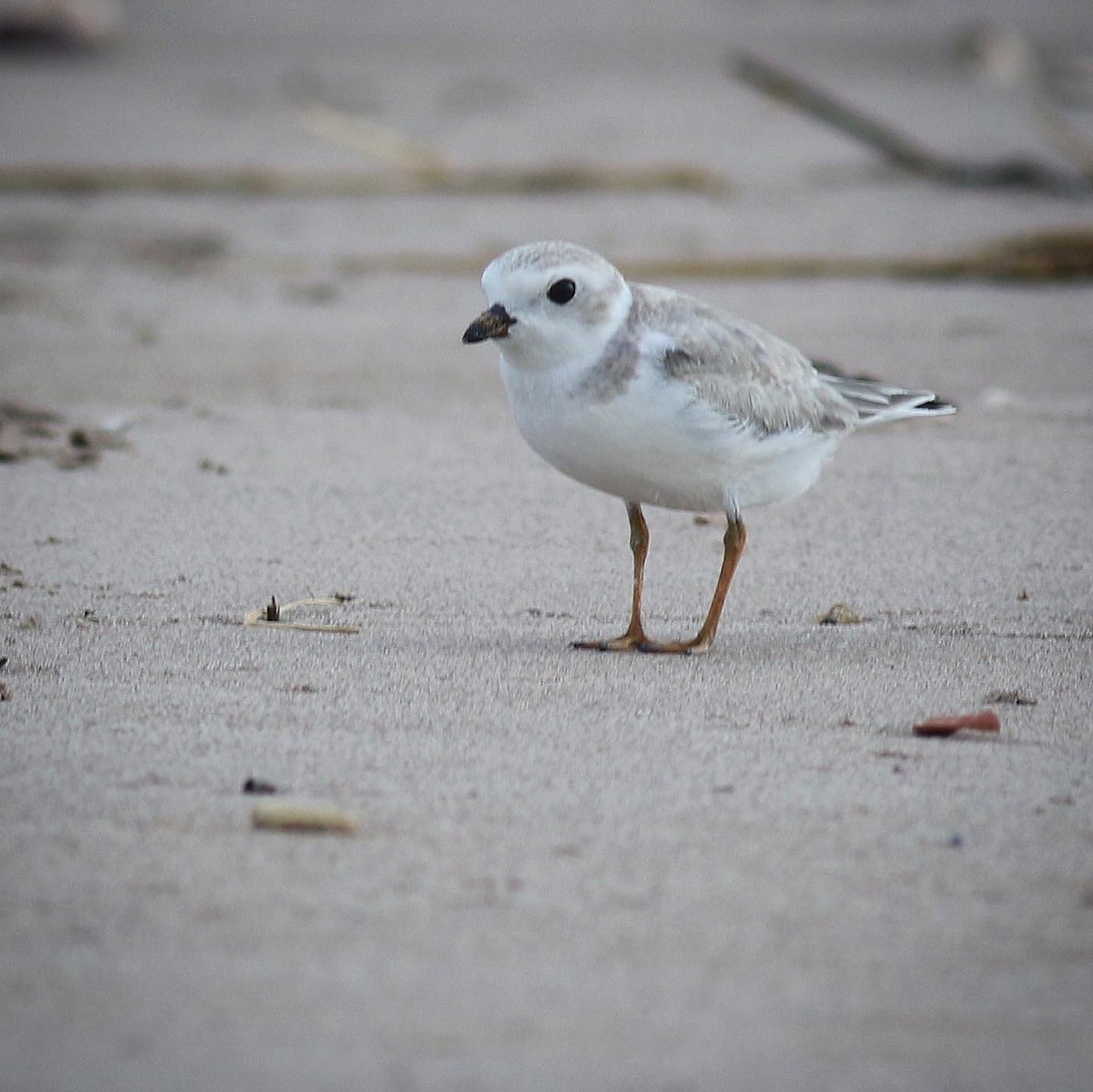 Piping Plover - ML356459631