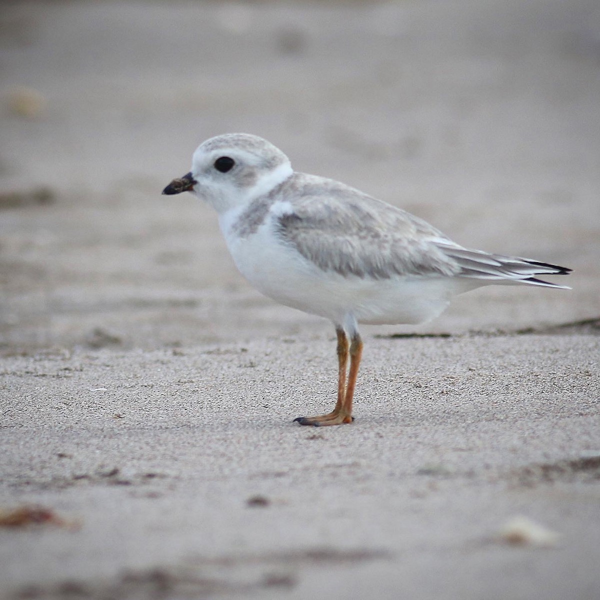 Piping Plover - ML356459641