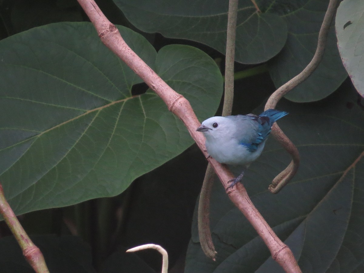 Blue-gray Tanager - ML356461431