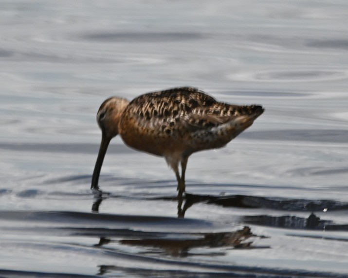 Short-billed Dowitcher - Paula Gatrell