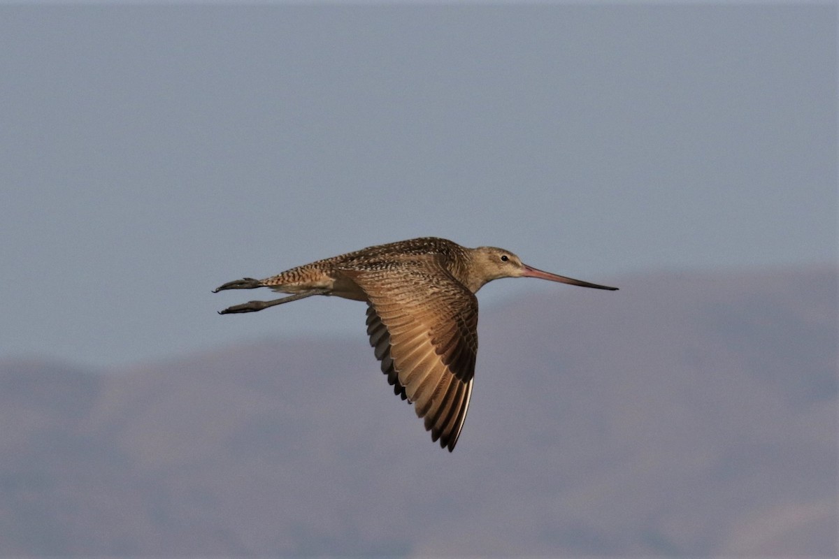 Marbled Godwit - 🦉Max Malmquist🦉