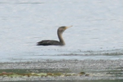 Double-crested Cormorant - ML356462111