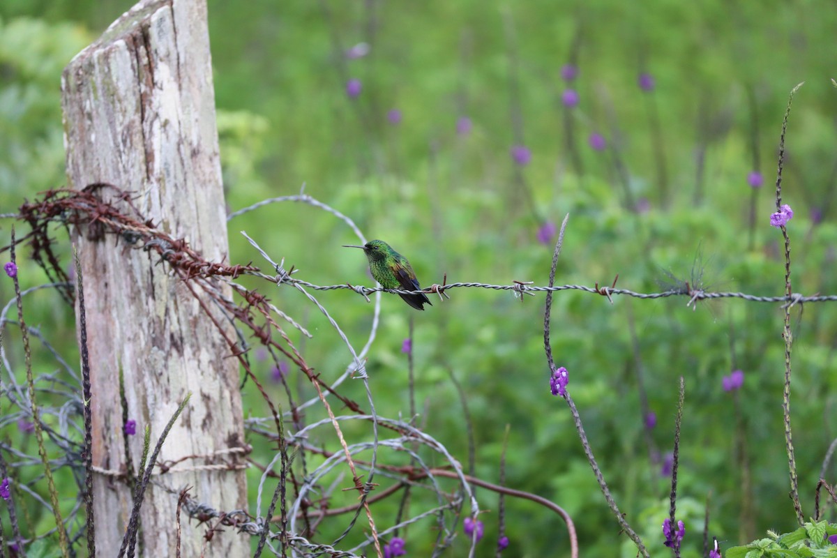 Blue-vented Hummingbird - ML356462311