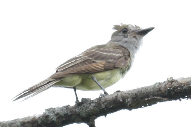 Great Crested Flycatcher - ML356462331