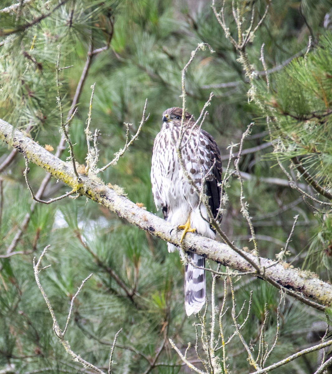 Cooper's Hawk - ML356462711