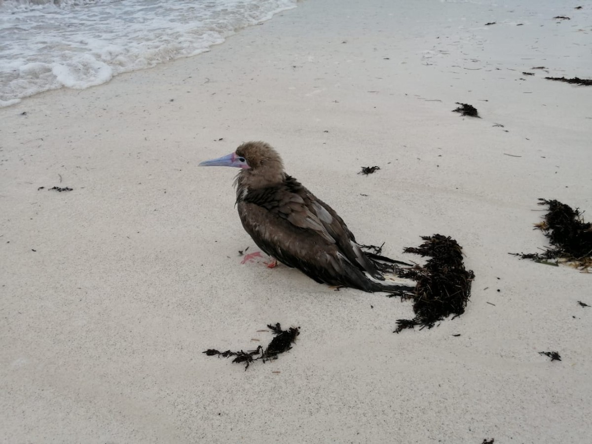 Red-footed Booby - ML356462811
