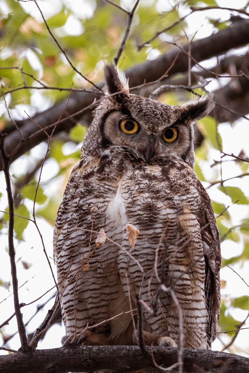 Great Horned Owl - Clara Oliverson
