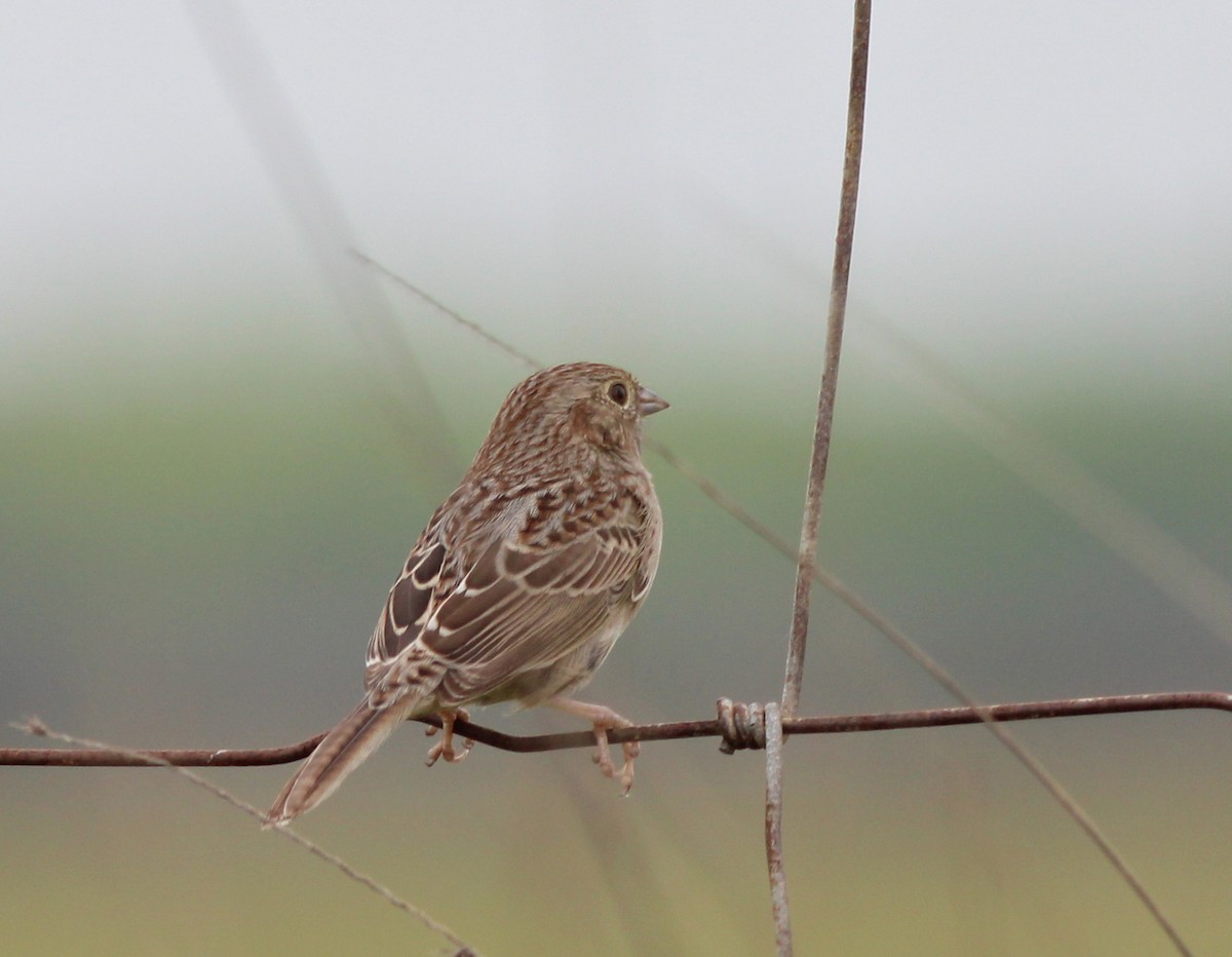 Cassin's Sparrow - Shawn Billerman