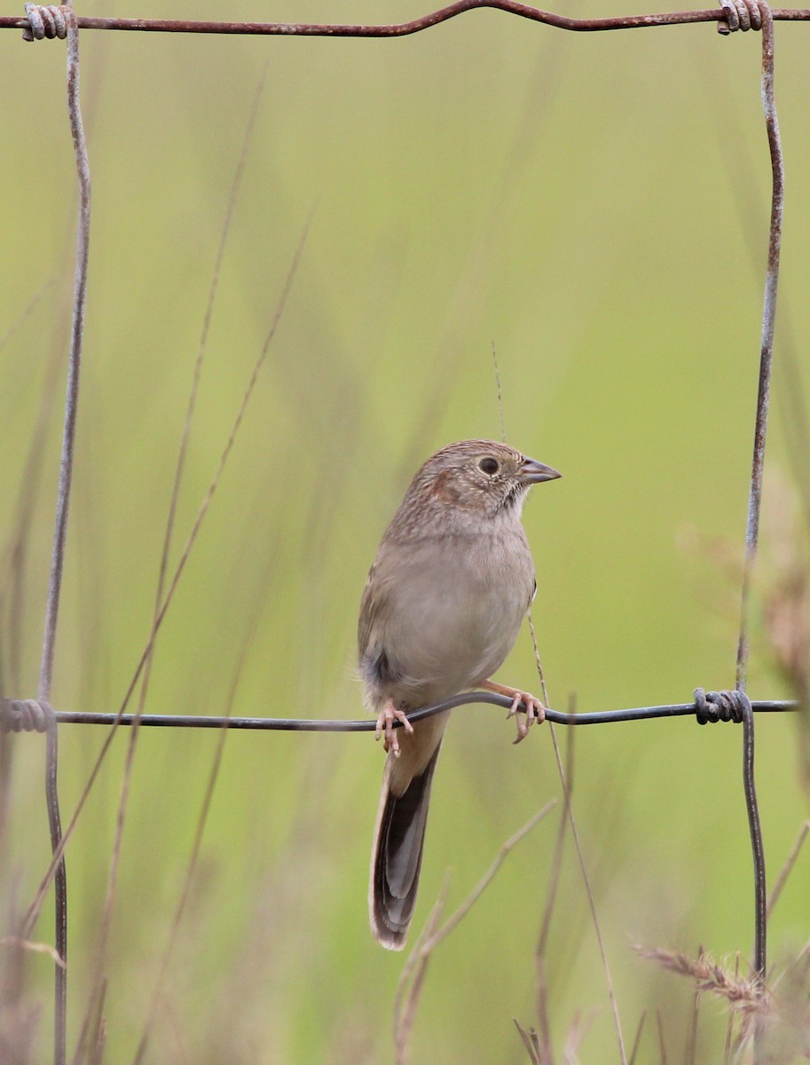 Cassin's Sparrow - Shawn Billerman