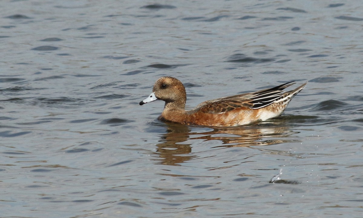 Eurasian Wigeon - Luke Seitz