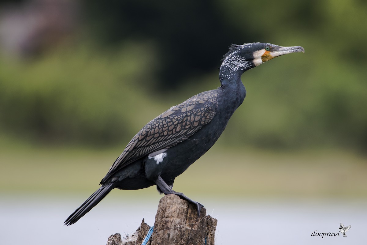 Great Cormorant - ML356468081