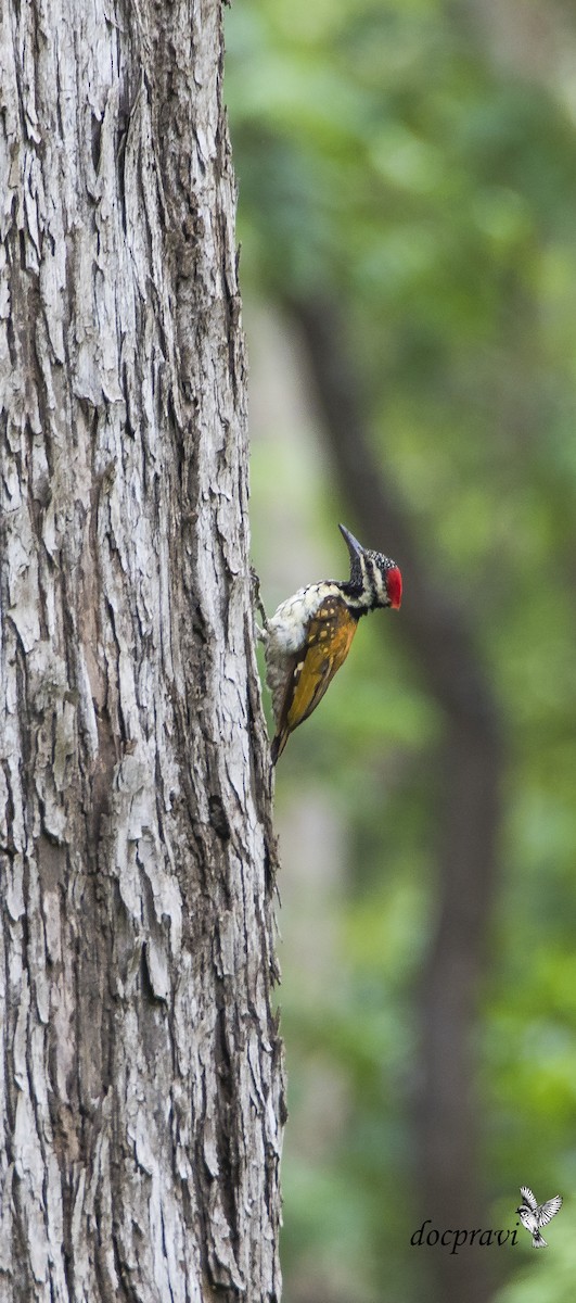 Black-rumped Flameback - ML356468121