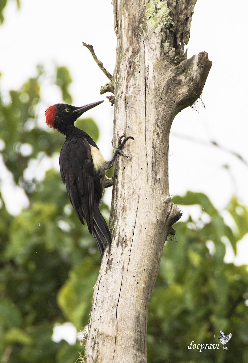 White-bellied Woodpecker - ML356468211