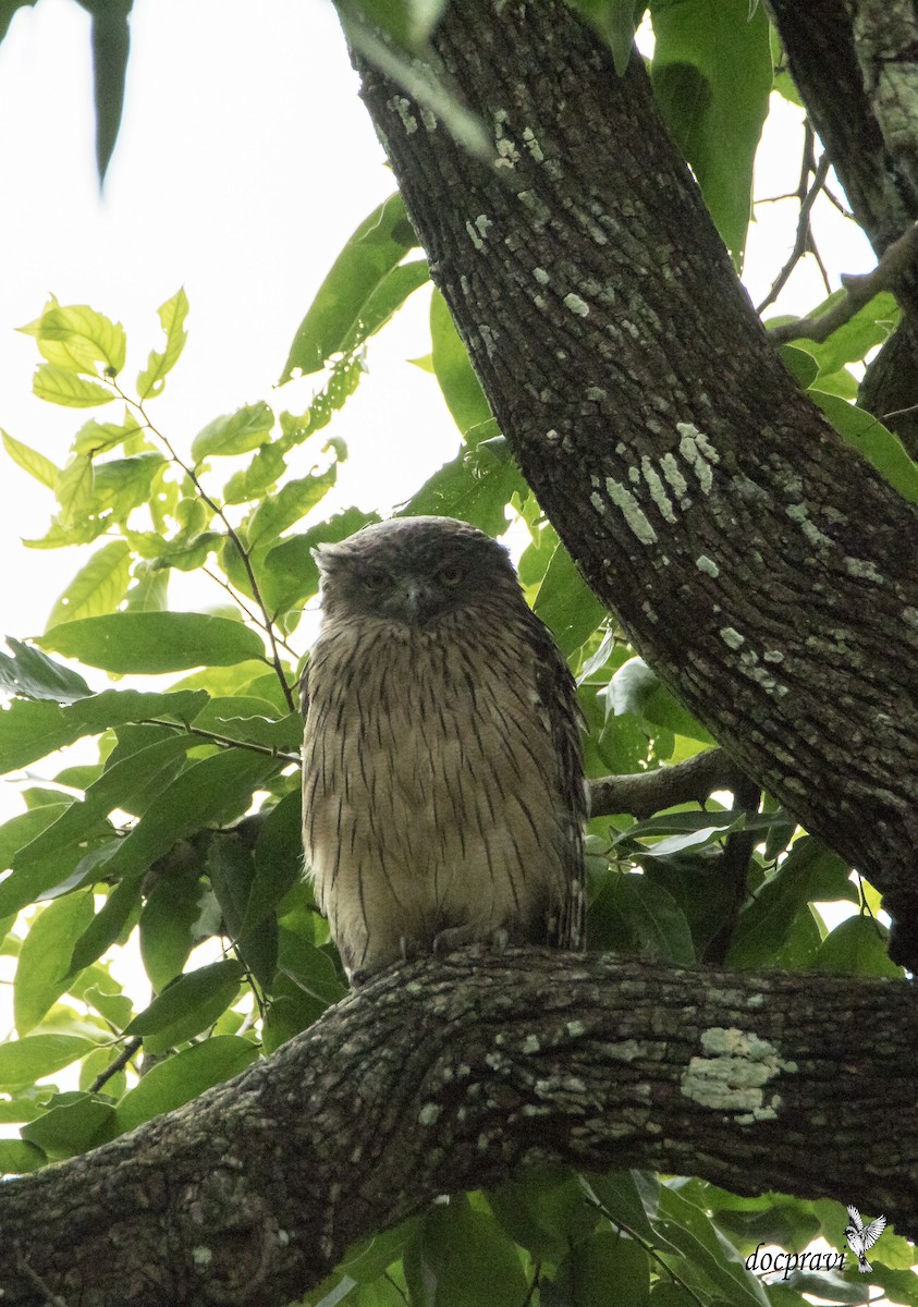 Brown Fish-Owl - ML356468981