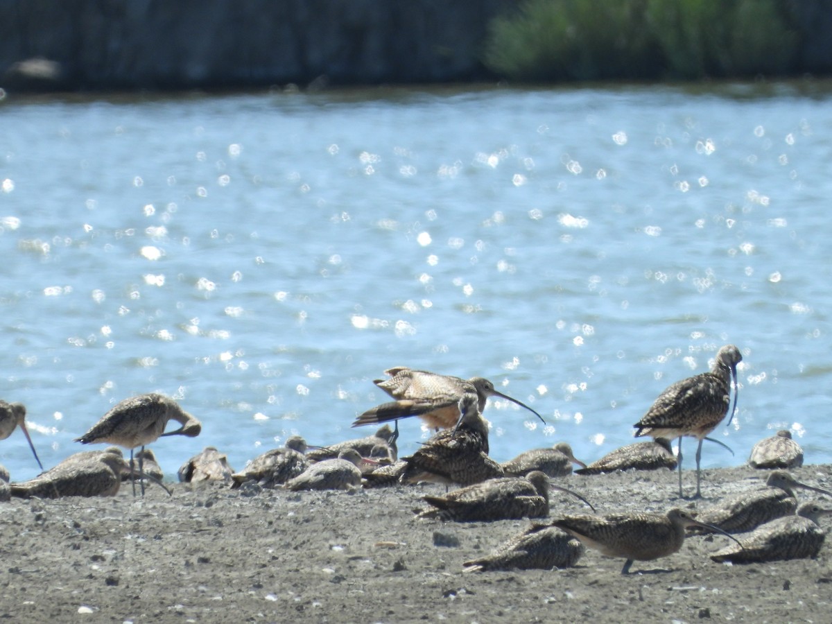 Marbled Godwit - Howard Friedman