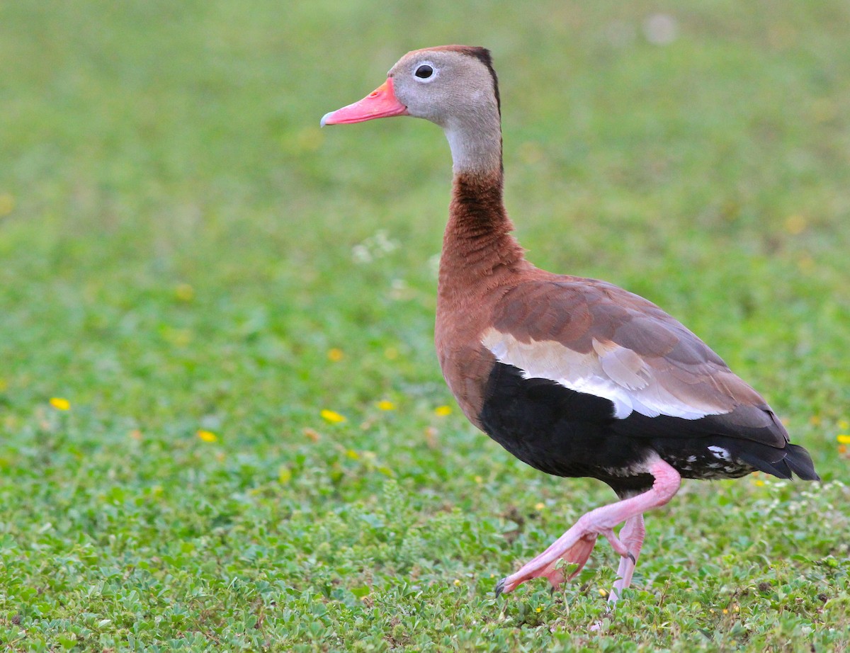 Dendrocygne à ventre noir - ML35646961