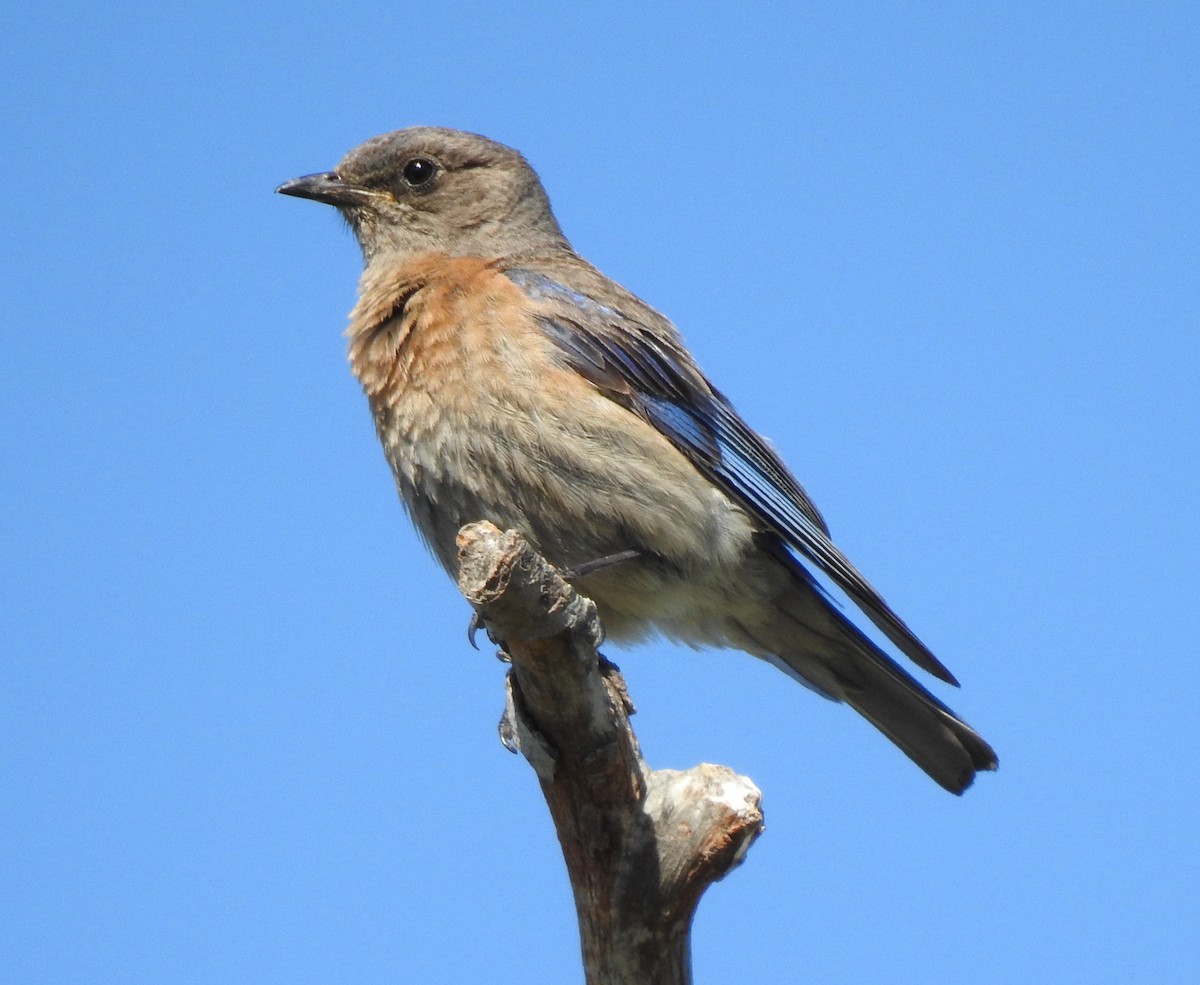 Western Bluebird - ML356471791
