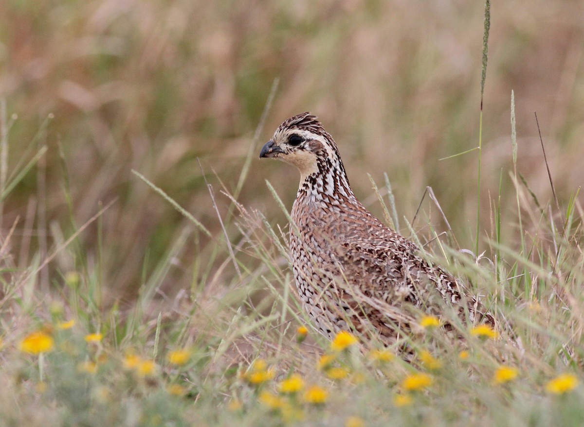 Northern Bobwhite - Shawn Billerman