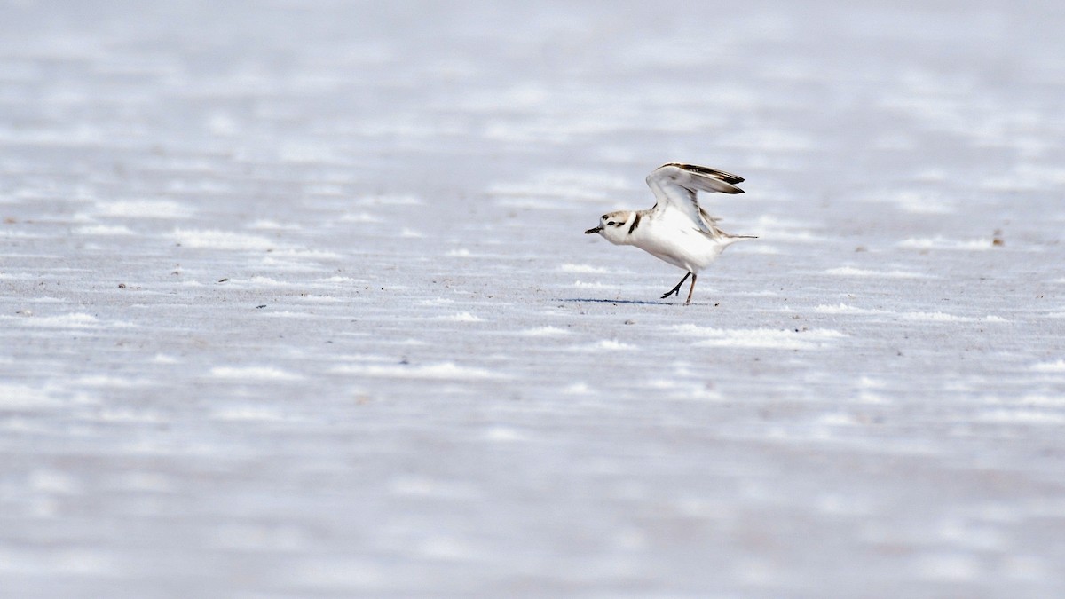 Snowy Plover - Brent Barnes