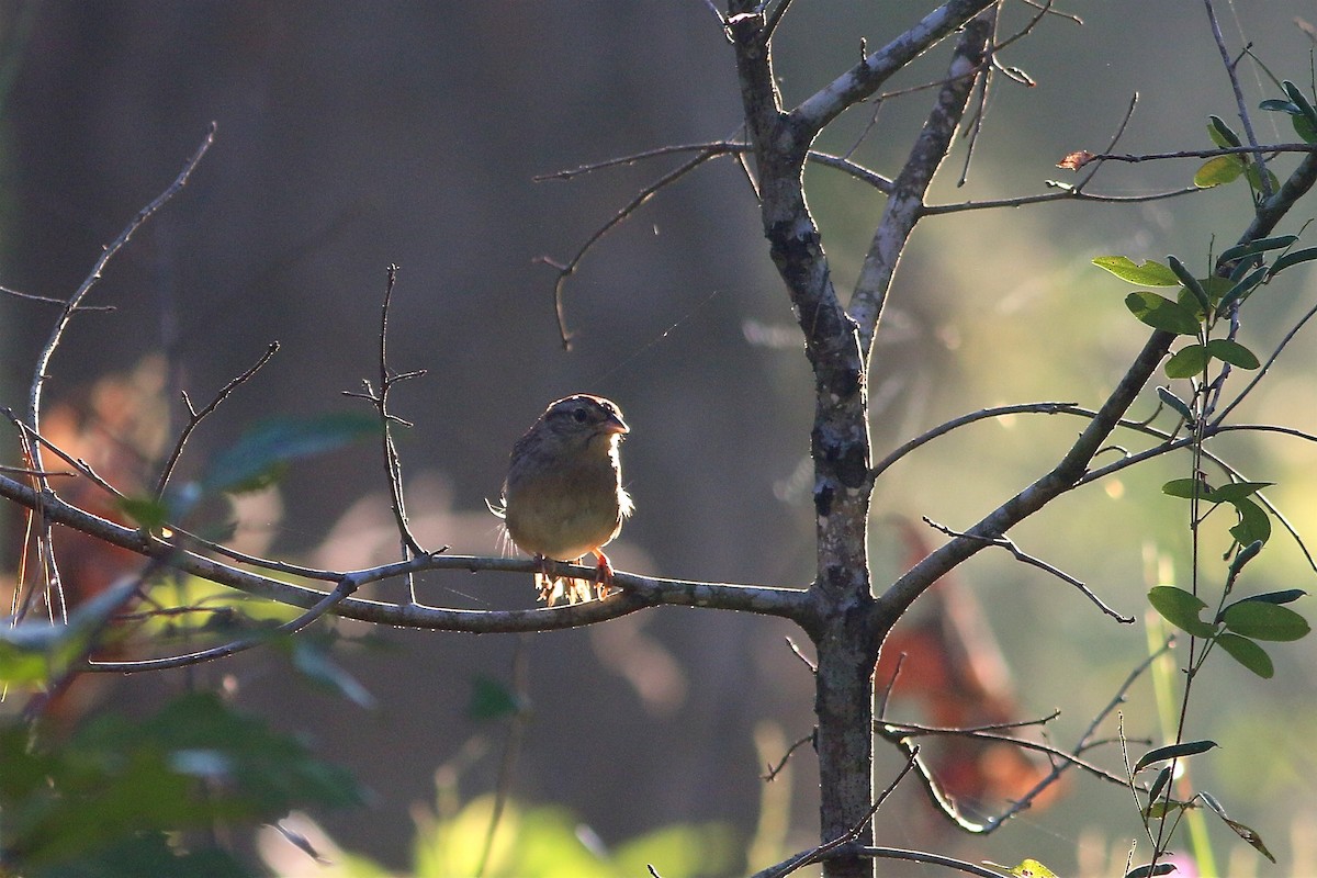 Bachman's Sparrow - ML35647311