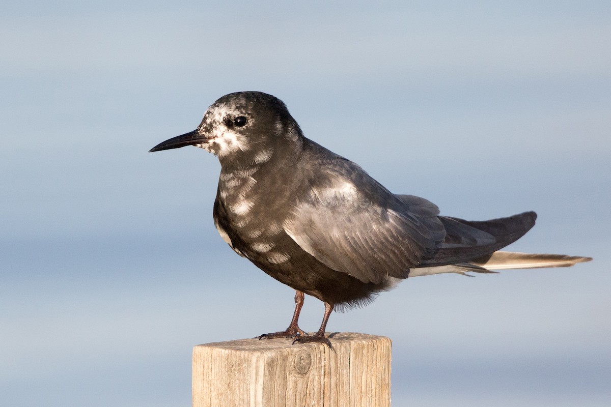 Black Tern - ML356474471