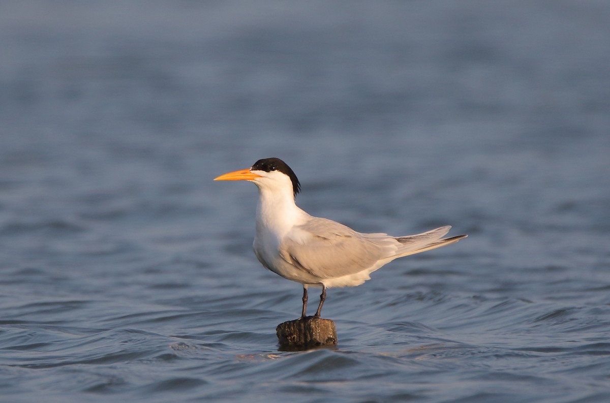 Lesser Crested Tern - ML356474731