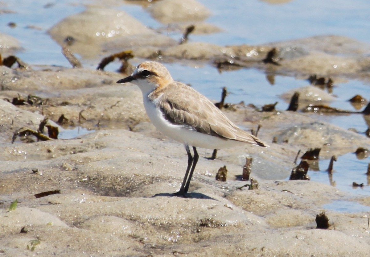 Red-capped Plover - ML356476151