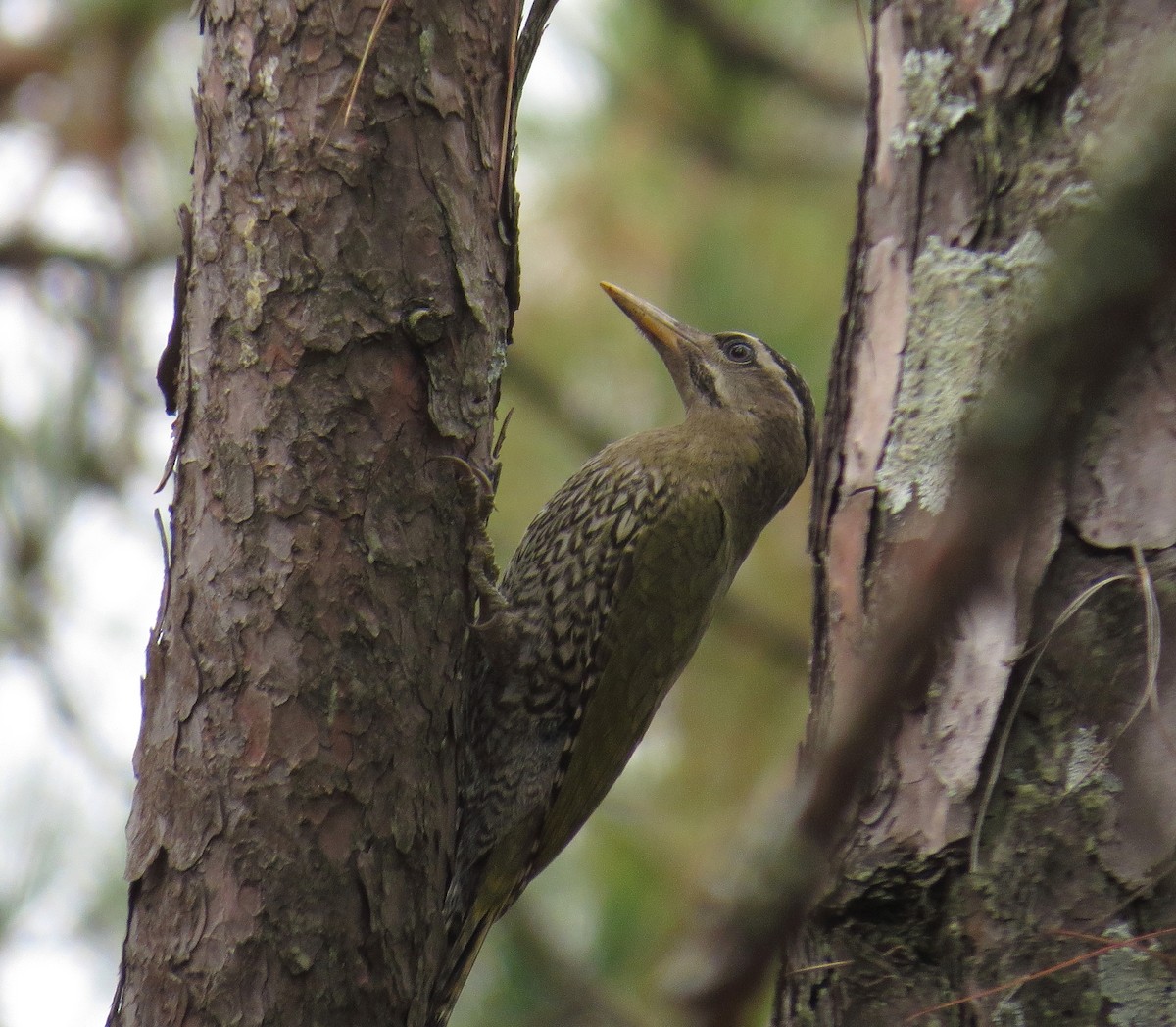 Scaly-bellied Woodpecker - ML356476671