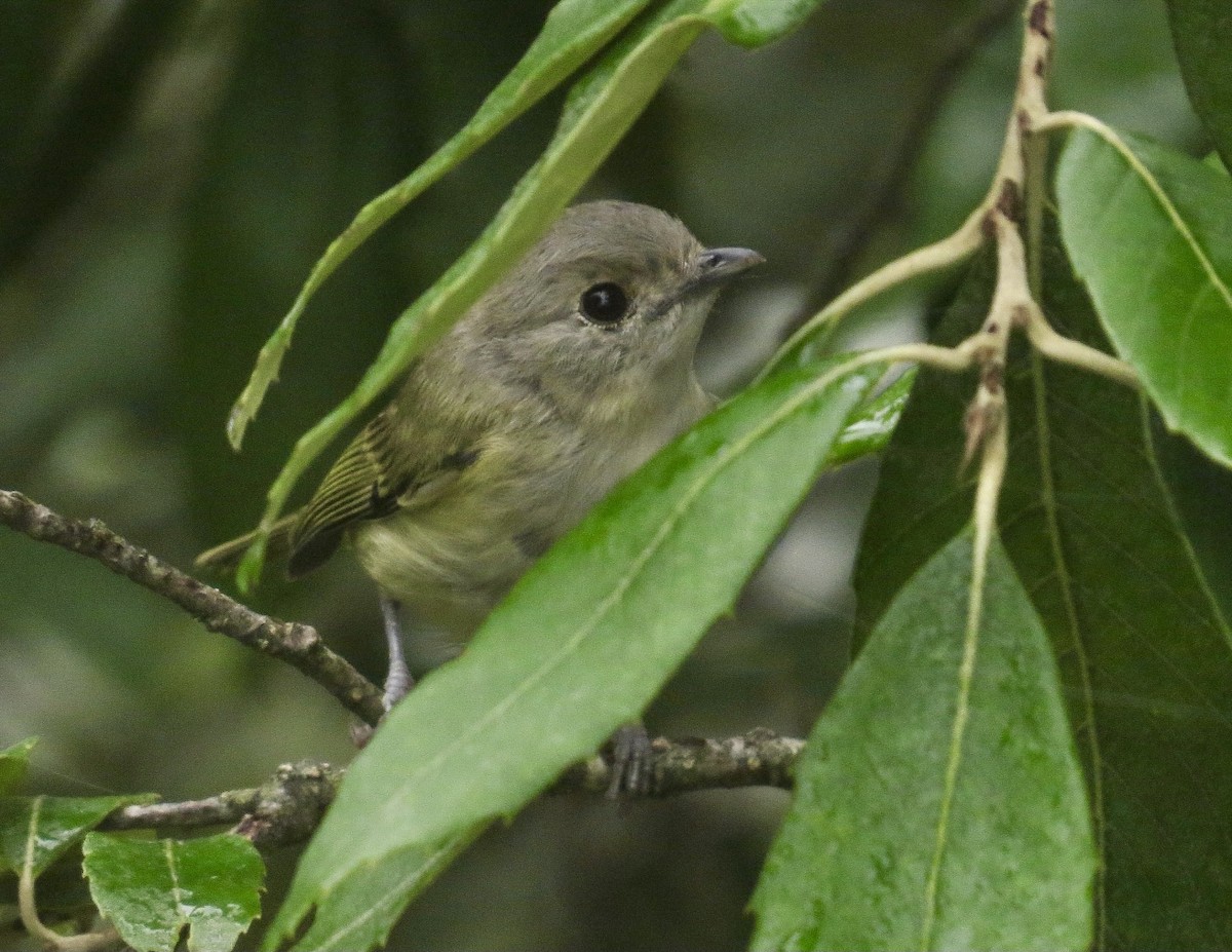 Green Shrike-Babbler - ML356476731