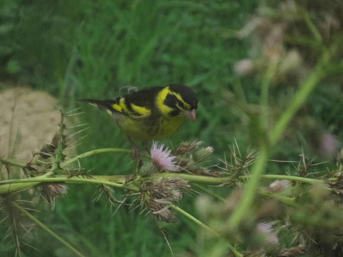 Yellow-breasted Greenfinch - ML356476761