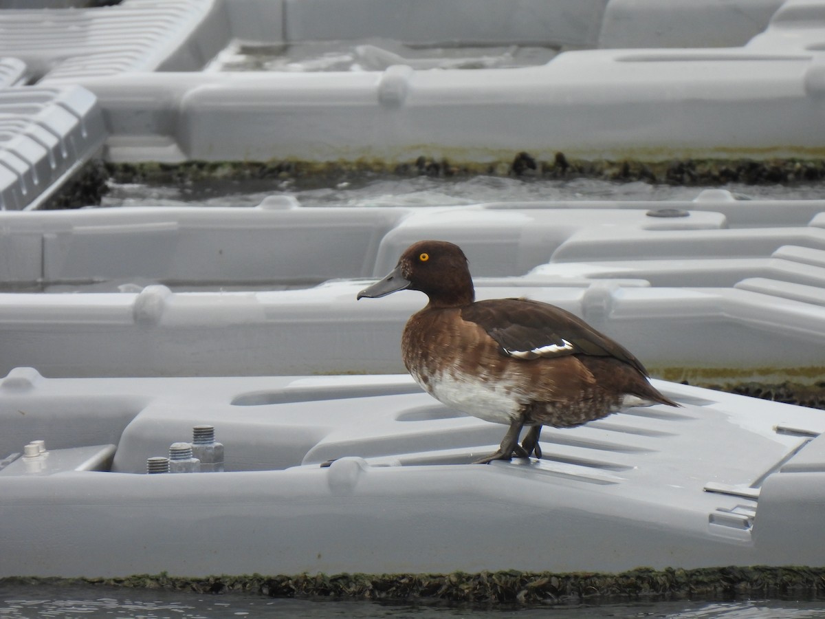 Tufted Duck - Kun-Hui  Lin