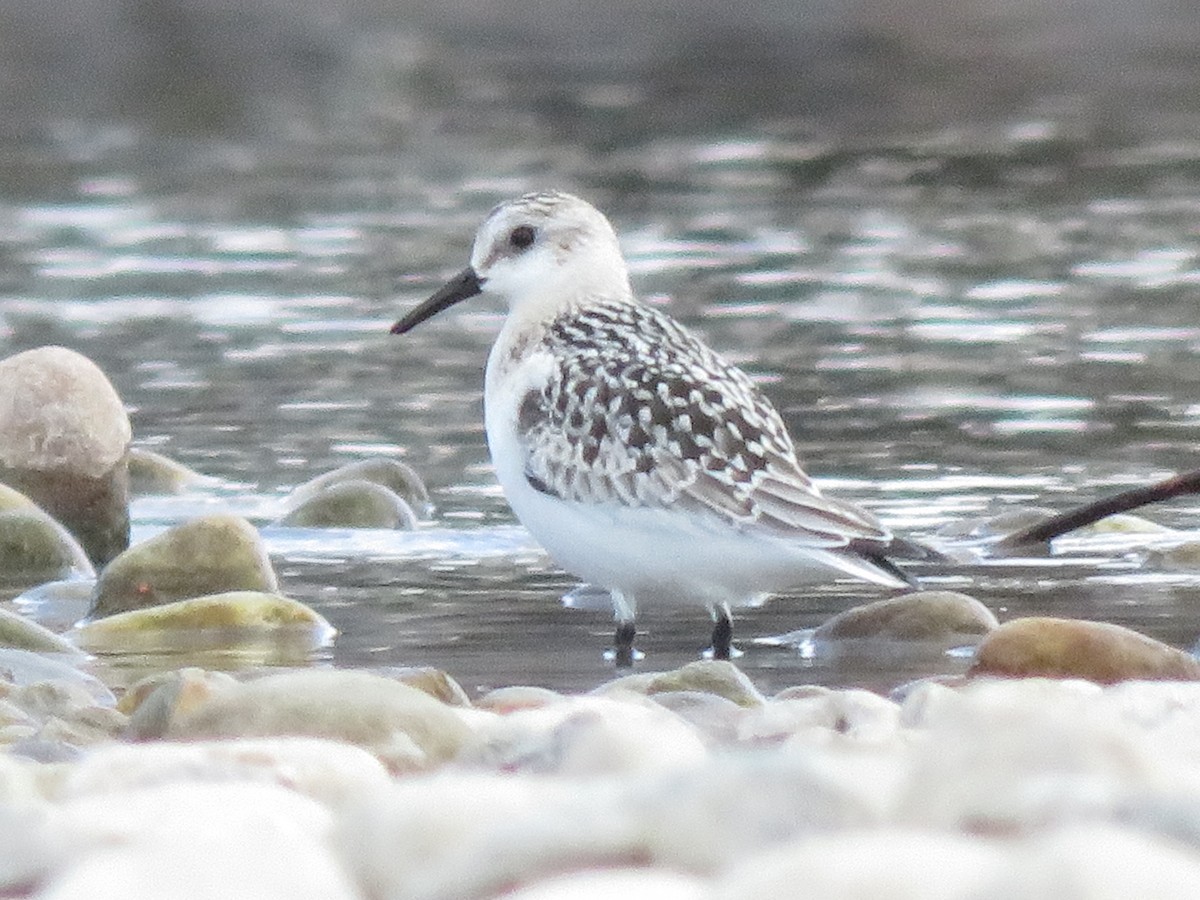 Sanderling - Matyas Gerloczy