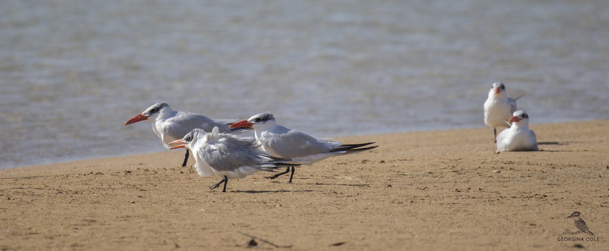 Caspian Tern - Georgina Cole