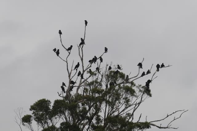 Yellow-tailed Black-Cockatoo - ML356480841