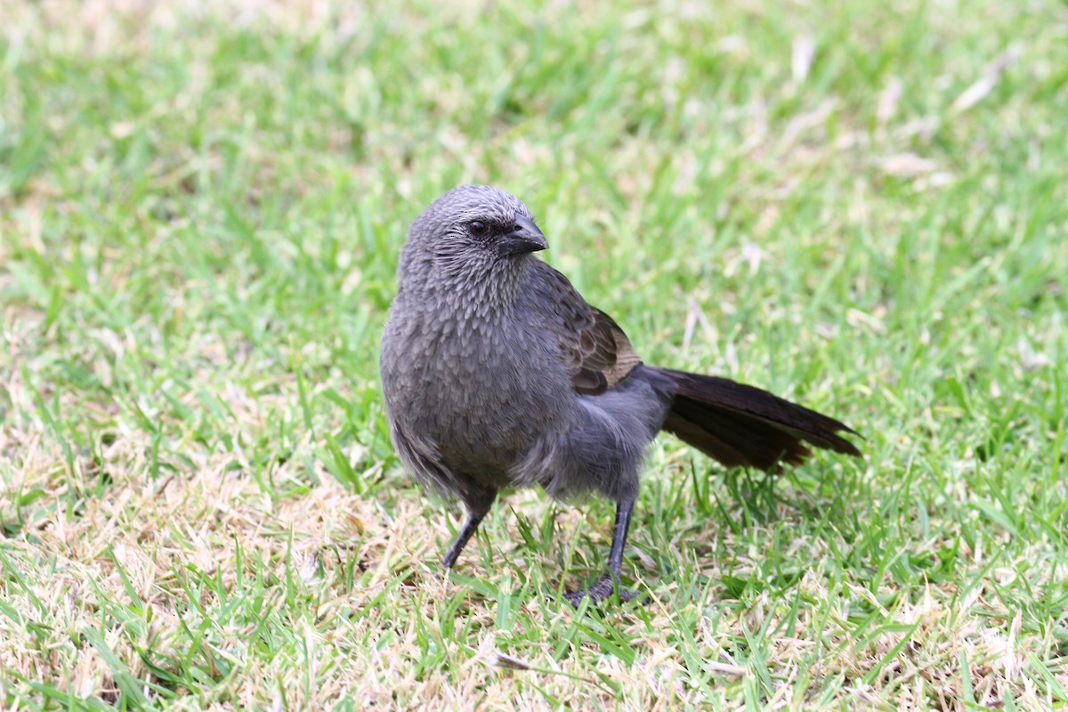 Apôtre gris - ML356481341