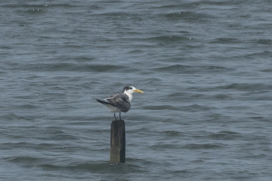 Great Crested Tern - ML356481651