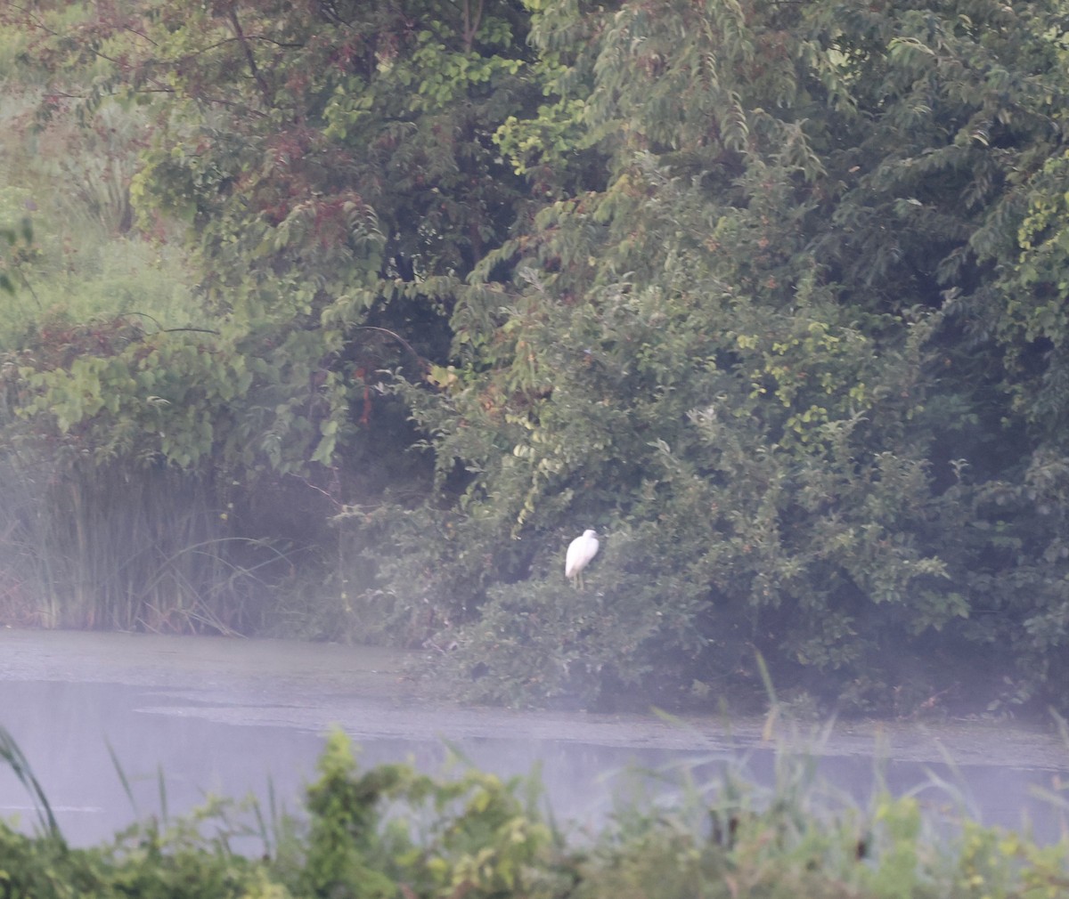 Little Blue Heron - ML356482501