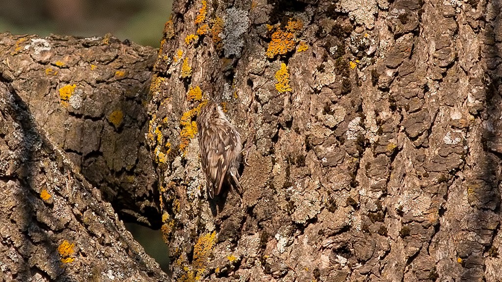 Eurasian/Short-toed Treecreeper - ML356483531