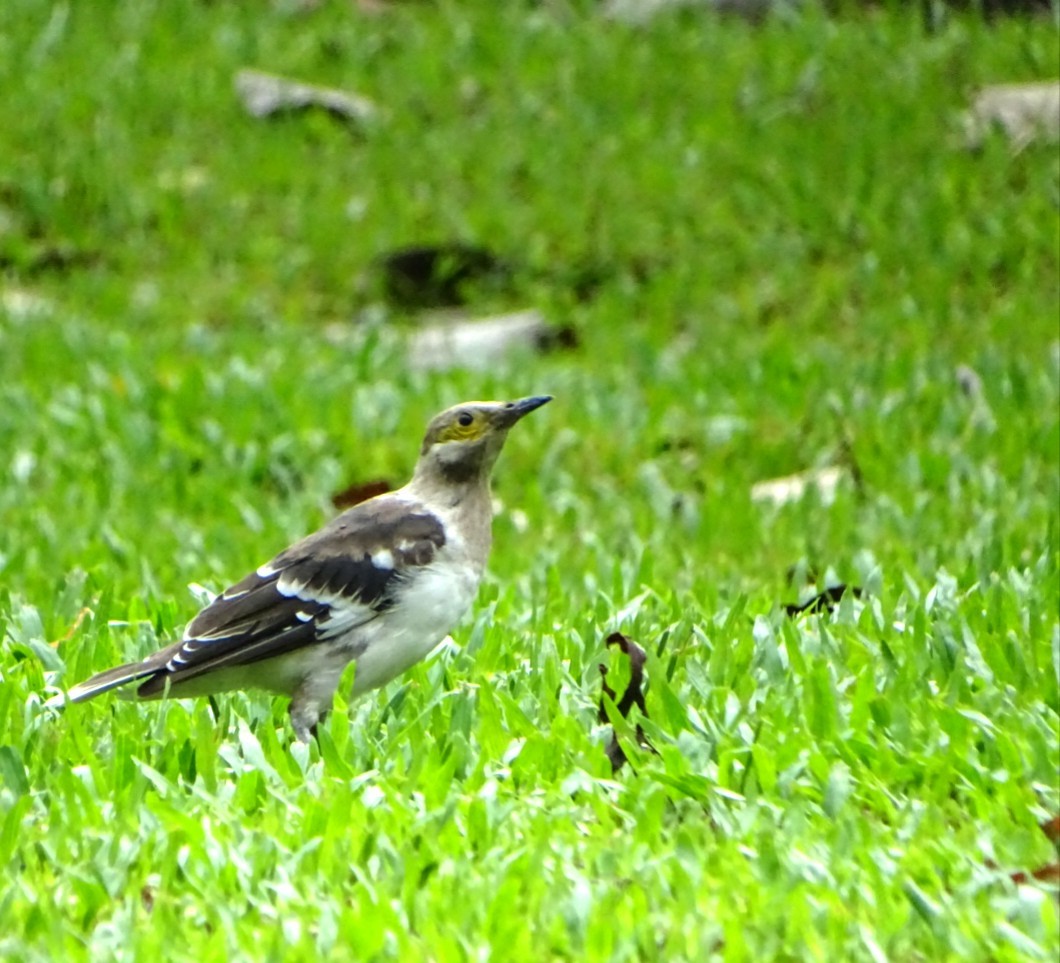 Black-collared Starling - Chao-Ju Su