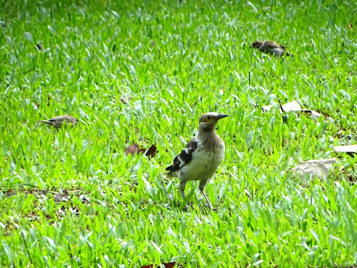 Black-collared Starling - Chao-Ju Su