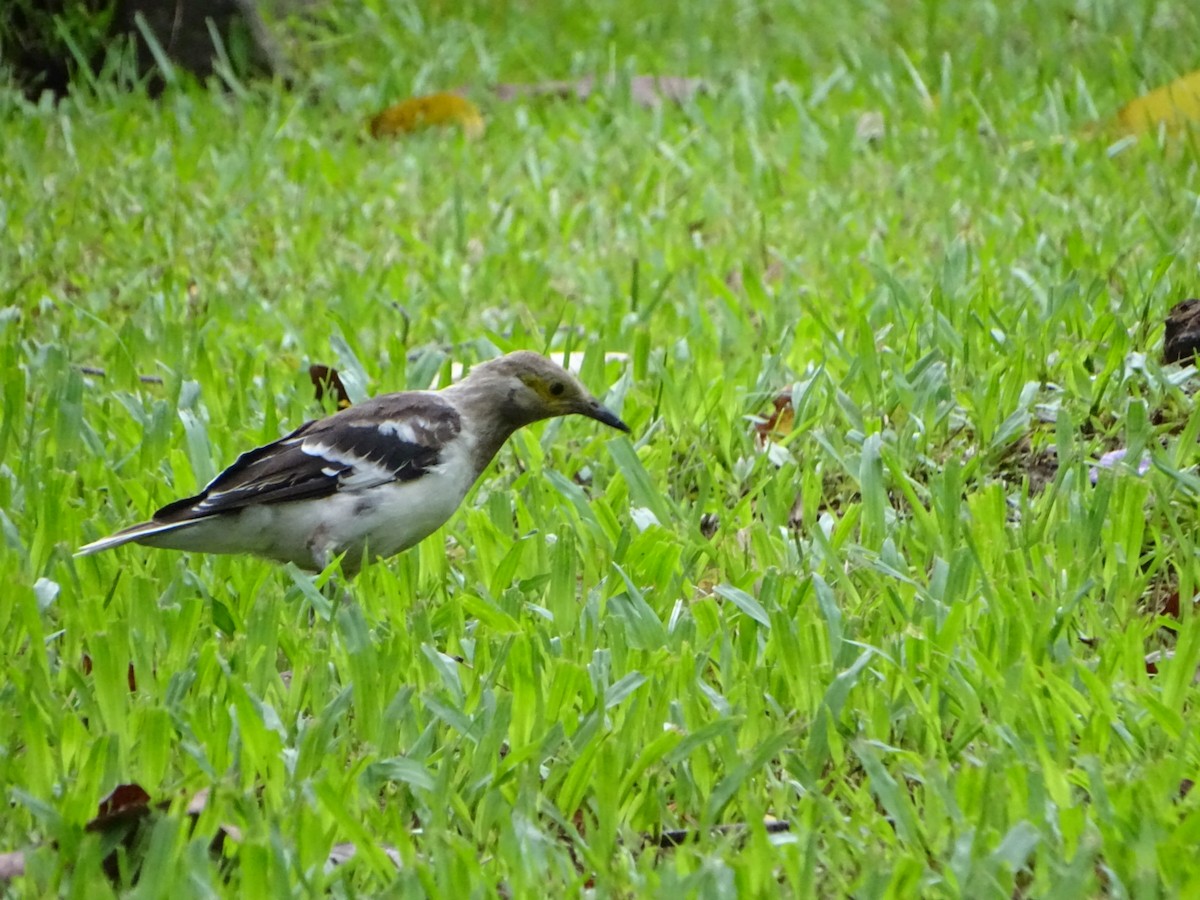 Black-collared Starling - Chao-Ju Su