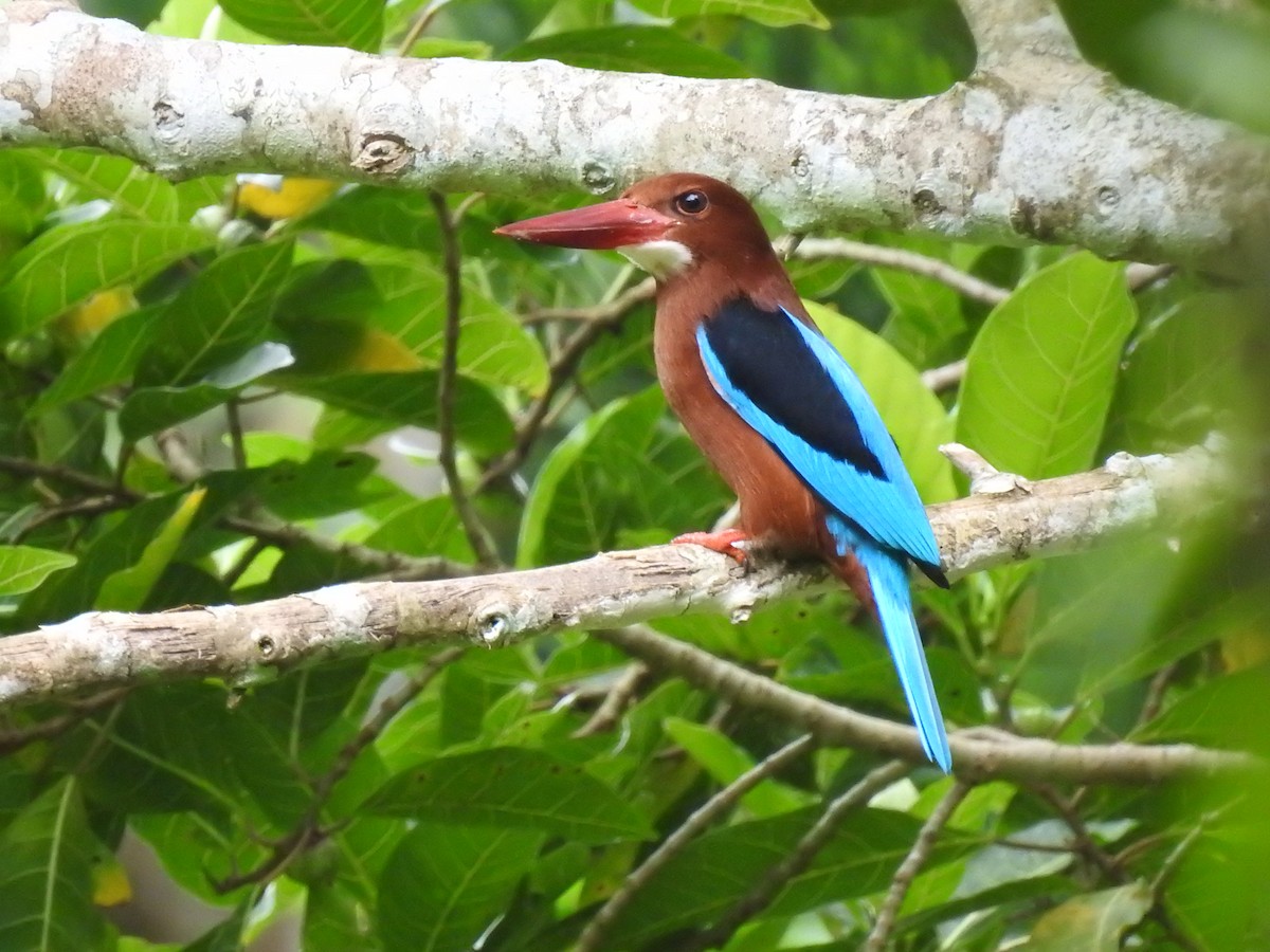 Brown-breasted Kingfisher - ML356484131