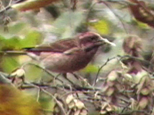 Purple Finch (Eastern) - ML35648441