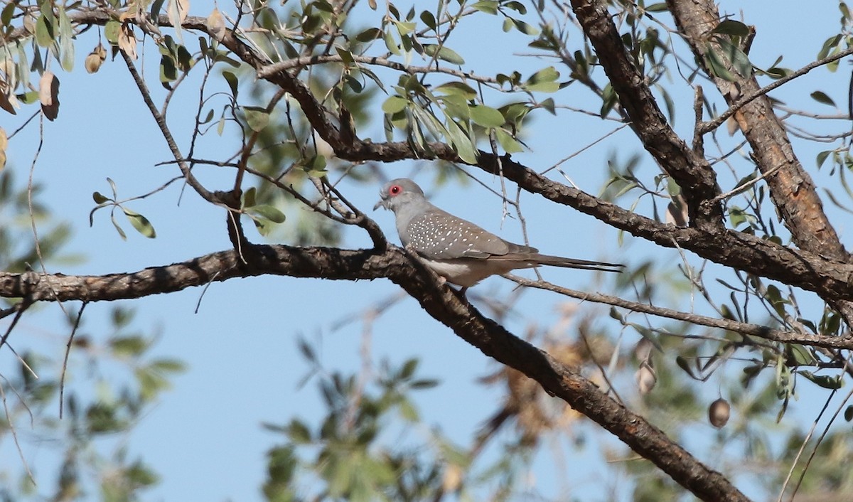 Diamond Dove - ML356484471
