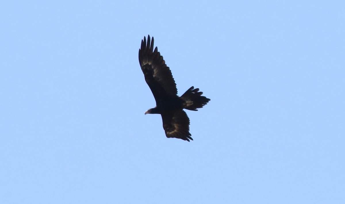 Wedge-tailed Eagle - ML356484491